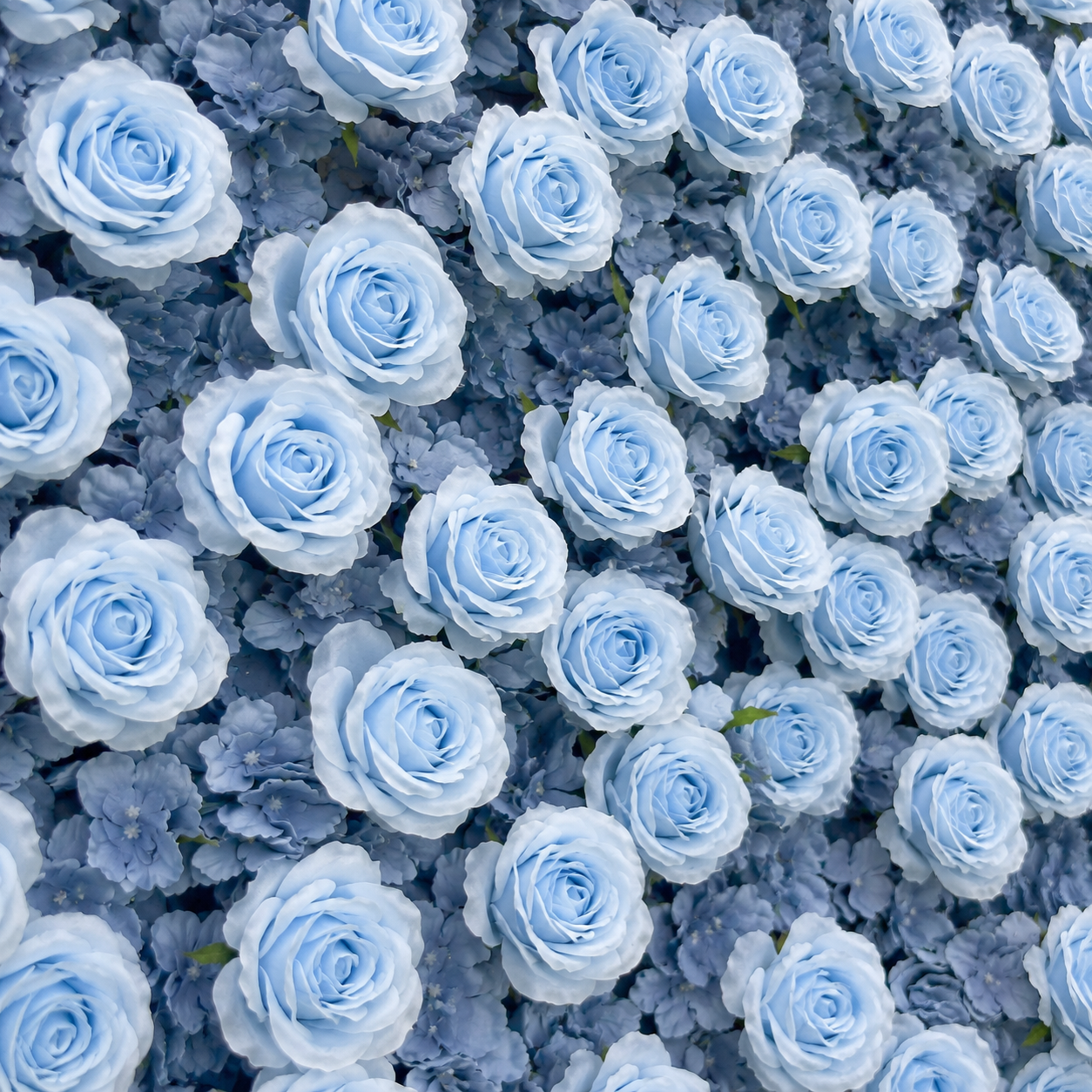 Dusty Blue Rose Flower Wall Backdrop for Baby Shower Graduation Season